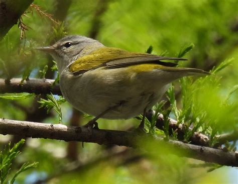 yellow wingsid   identify  north american bird whatbird