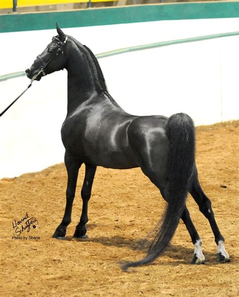 mikes  man  great offers horse breeds morgan horse horses