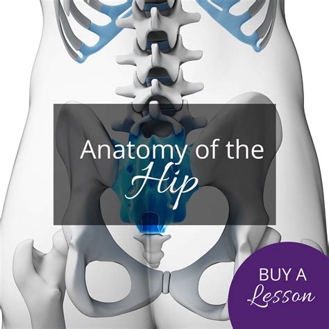 teach yoga anatomy anatomy of the anatomy of the hip rachel scott