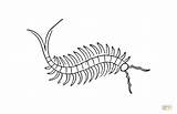 Centipede Coloring Pages Printable Color Drawings 1000 sketch template