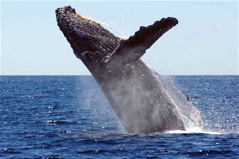 waar walvissen spotten op ijsland hoe je walvissafari boeken