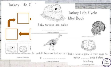 printable turkey life cycle cards simple living creative learning