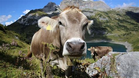 cowbell campaigner denied swiss passport by locals for