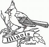 Cardinal Illinois Kardinal Jay sketch template