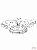 Moth Cecropia Coloring Pages Drawing Line Printable Getdrawings sketch template
