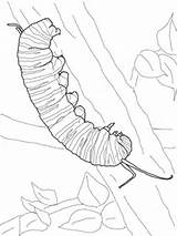 Caterpillar Monarch Coloring Butterfly Pages Sketch Drawing Printable Supercoloring Colouring Hungry Line Cocoon Kids Getdrawings Tattoo Paintingvalley Super Tags sketch template