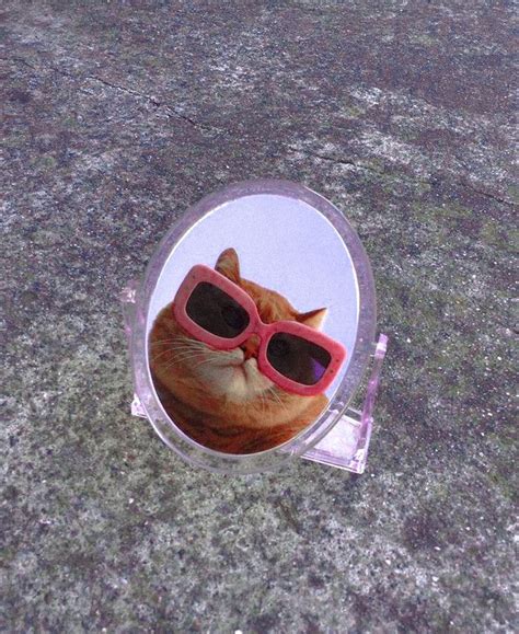 Pin By Mia💐 On Aesthetic Bb Cat Glasses Cats Crazy Cats