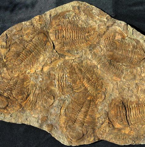cambrian trilobites zu verkaufen trifoss trilobites