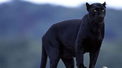 black panther backgrounds wallpaper cave