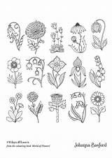 Johanna Basford Adulte Wpengine Netdna Botanical sketch template