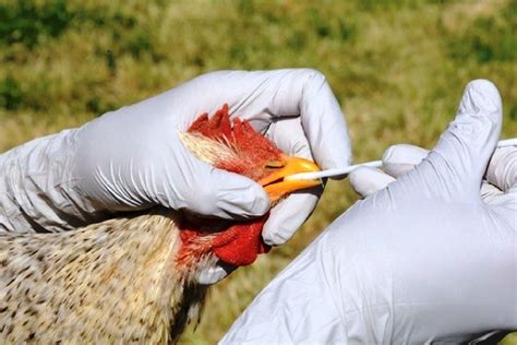 government issues advisories  avian influenza affected states uts