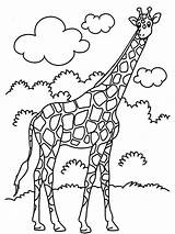 Coloring Girrafe Jumbo Pages Clipart Library Printable Giraffe Getdrawings Baby Cute Drawing Popular Beautiful sketch template