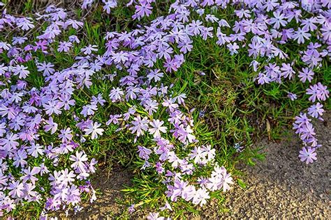 The 15 Best Flowering Ground Covers For Yard Gardener’s Path