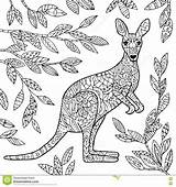Kangaroo Shutterstock Colouring Ausmalen Flamingo Australian Mindfulness sketch template
