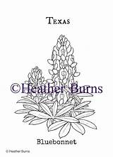 Coloring Texas State Bluebonnet Flowers Flower Template sketch template