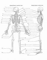 Skeleton Human Printable Worksheet Diagram Skeletal System Unlabeled Coloring Study Worksheets Learn sketch template