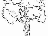 Coloring Tree Pages Acacia Getdrawings Getcolorings sketch template