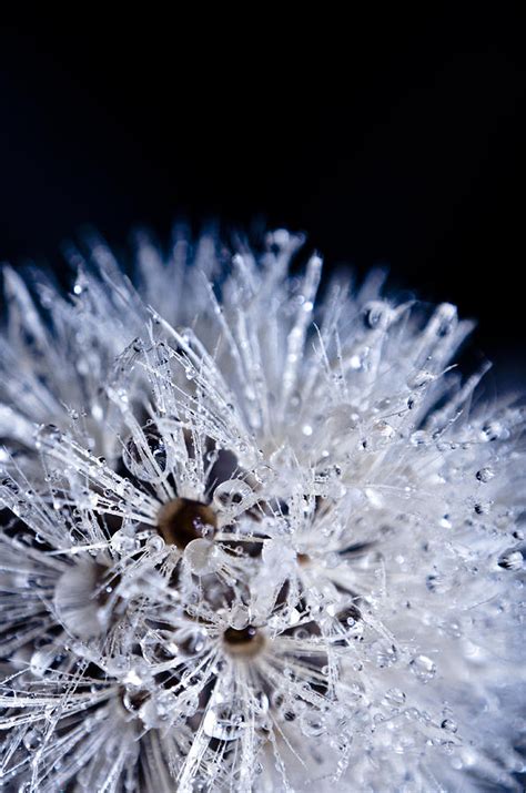 ice flower  photograph  stefania arca fine art america