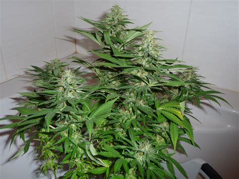 filecannabis sativa jpg