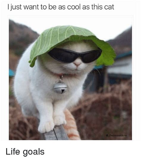 I Just Want To Be As Cool As This Cat Theblessedoni Life