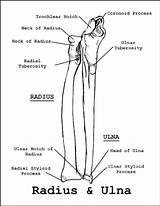 Ulna Radius Labeled Forearm Bone Anatomy Human sketch template