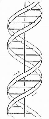 Helix Dna Double Drawing Paintingvalley sketch template