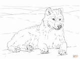 Wolf Realistic Wilk Ausmalbilder Arctic Ausmalbild Ausmalen Kolorowanka Ausdrucken Malvorlagen Polarwolf Druku Wilki Polarny Colorare Supercoloring Kolorowanki Nevi Lobo Catboy sketch template