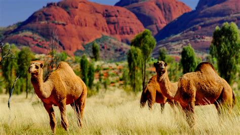 por  australia ha sacrificado  mas de  camellos newtral
