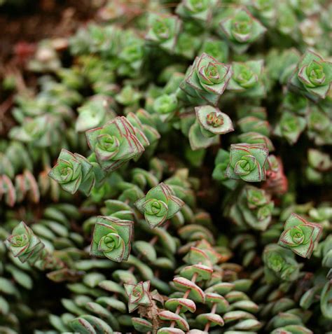 varieties  succulent plants  indoor growing