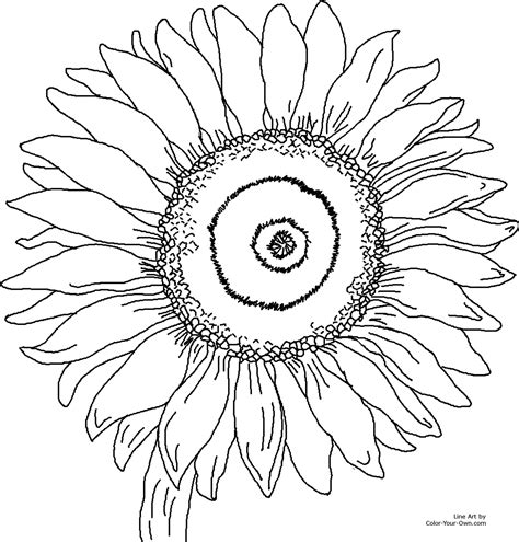 sunflower coloring pages  coloring