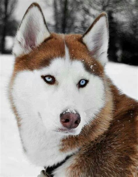 images  alaskan malamute  pinterest coats siberian huskies  airedale terrier