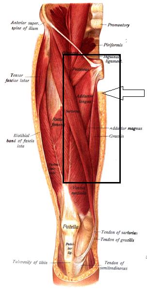 Adductor Muscle Pain Strains And Tears