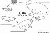 Frog Life Cycle Label Diagram Lifecycle Worksheets Stages Amphibian Cycles Kids Amphibians Enchantedlearning Egg Tadpole Frogs Tadpoles Grade First Below sketch template