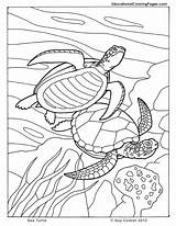 Coloring Pages Turtle Sea Cute Documentary Getcolorings sketch template