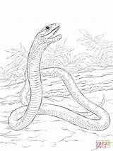 Mamba Ausmalbilder Ausmalen Schlange Malvorlagen Reptilien Schlangen Eastern Printable Serpent Supercoloring Realistische Anaconda Noir Colouring Designlooter sketch template