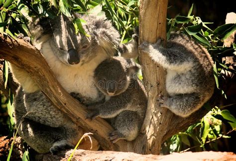 koala family stock photo image  wildlife nature australia