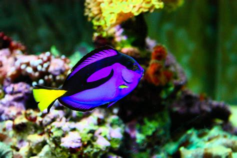 tang tropical fish ocean sea underwater wallpapers hd desktop