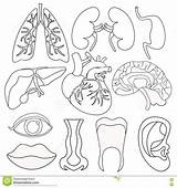 Humano Organs Organi Dentro Umani Humanos órgãos Humana Educação Coloritura Fronte Nutricion sketch template