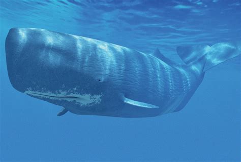 why the sperm whale has a huge head cosmos