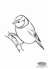 Titmouse Tufted Coloring 339px 87kb sketch template