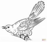 Cuckoo Drawing Draw Coloring Pages Step Tutorials Getdrawings Supercoloring sketch template