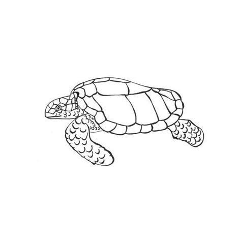 drawing sea turtles turtle coloring pages animal coloring pages