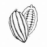 Cacao Pod Leick Inked 26th sketch template