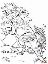 Pflanzenfresser Frisst Pachycephalosaurus Supercoloring Malvorlage Dinosaur Ausmalbild sketch template