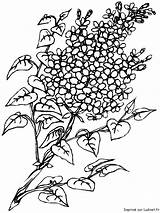 Colorat Flori Liliac Fiori Desene Planse Flieder Copii Fiore Malvorlage Primavara Natura Blumen Lilac Lilas Glicine Fise Creion Stampare Locker sketch template