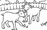 Goats Litte Colorluna Clipart Horse sketch template