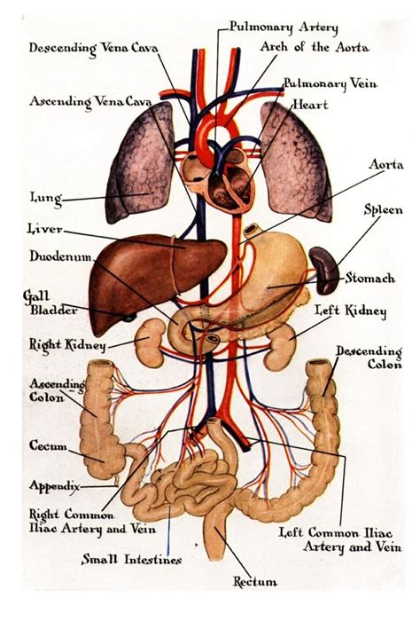 Chart Of Internal Organs Of The Human Body