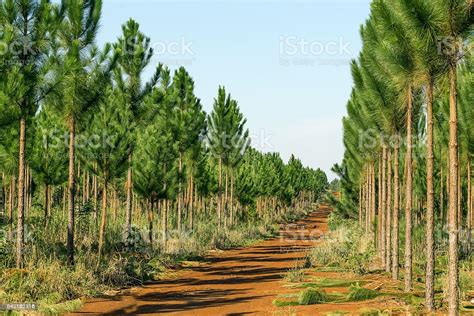 pine tree plantation stock photo  image  istock