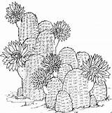 Cactus Coloring Pages Printable Print Kids Flower sketch template