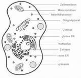 Zellorganellen Zelle Tierzelle Aufbau Zellkern Funktion Lernen Studyhelp Biologie Besteht Woraus Lösungen sketch template